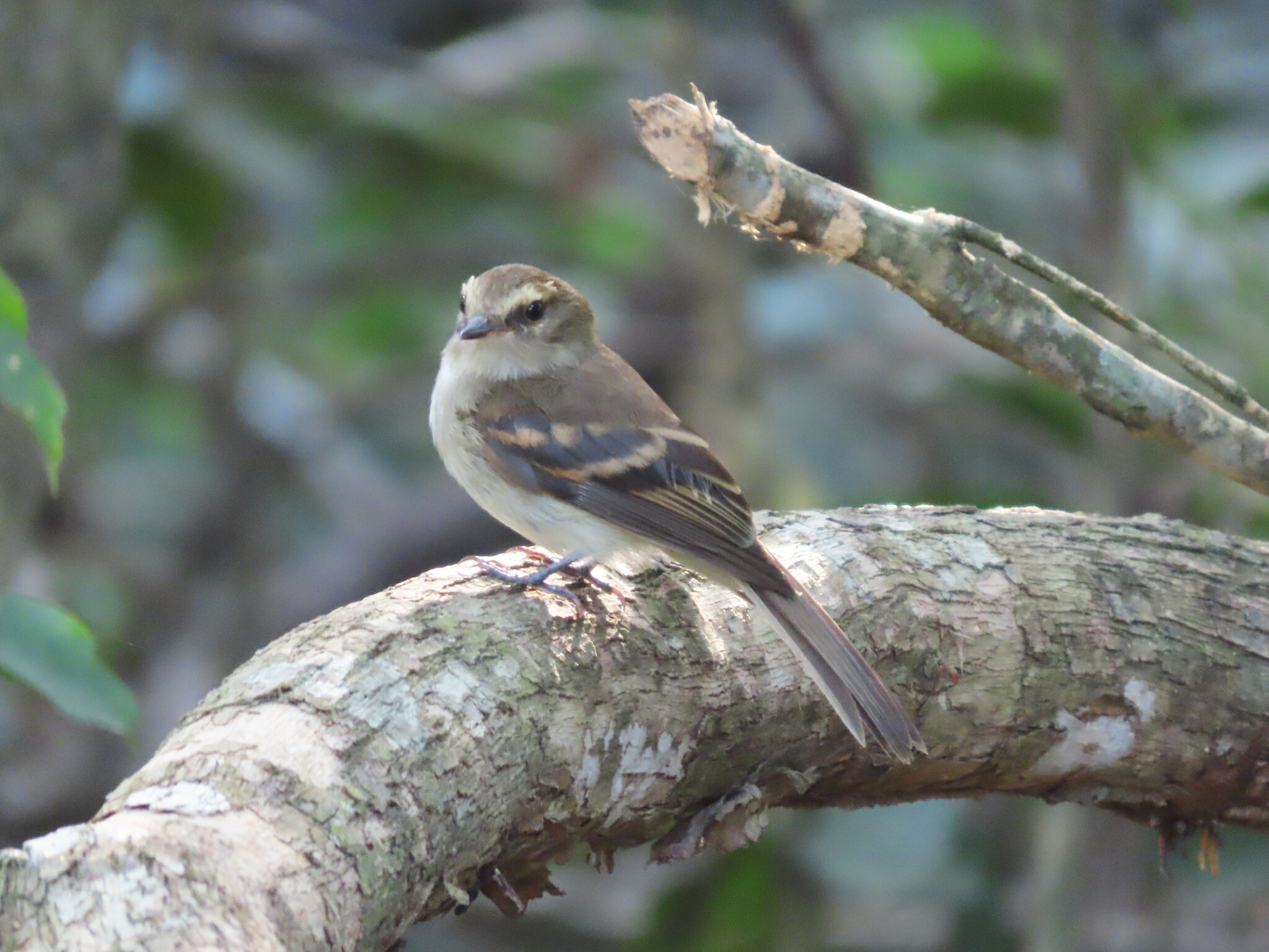 Fuscous Flycatcher (Cnemotriccus fuscatus), photo 10