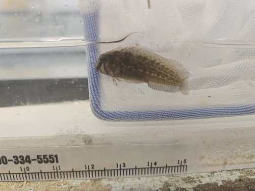Highfin blenny (Lupinoblennius nicholsi) — Blenniidae — 2