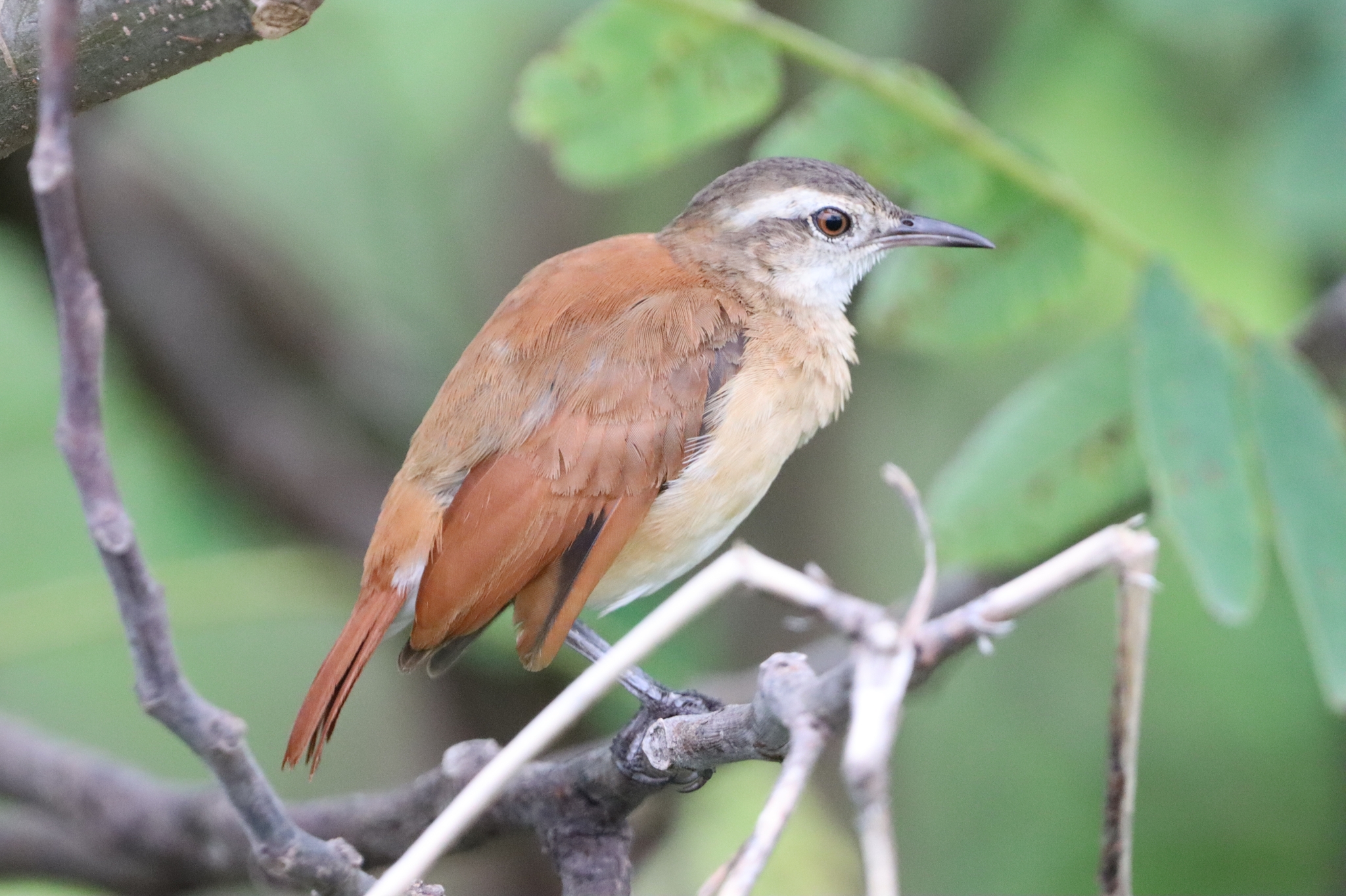 Lesser Hornero (Furnarius minor), photo 3
