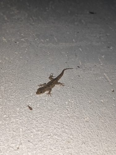 Mediterranean Thin-toed Gecko, 48H6+XV Парк с.Добри дол, 4292 Dobri dol, Bulgaria, photo 4 of 10