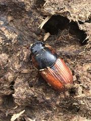 Coprimorphus scrutator