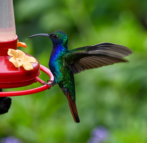 Lazuline Sabrewing (Campylopterus falcatus)