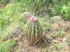 Melocactus curvispinus