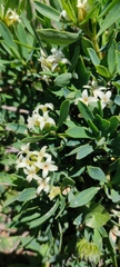 Olive-leaved Daphne (Daphne oleoides)