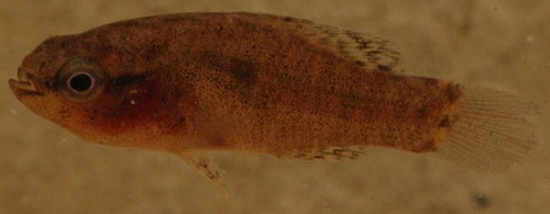 Elassoma zonatum