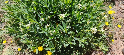 Daphne oleoides, photograph 6