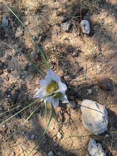 Pyjama Flower