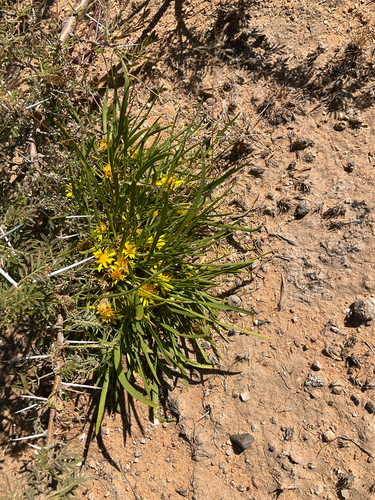 Common Vomitdaisy
