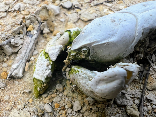Egyptian Crayfish