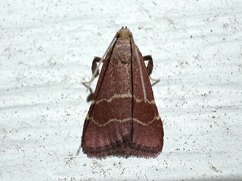 Posturing Arta Moth photo 6