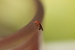 Sophophora