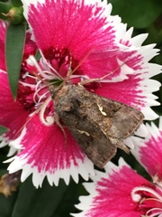 Autographa precationis