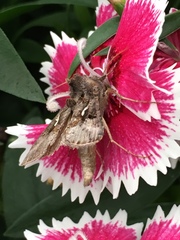 Autographa precationis