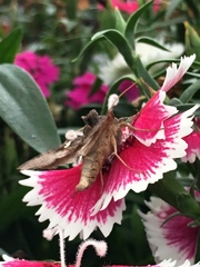 Autographa precationis