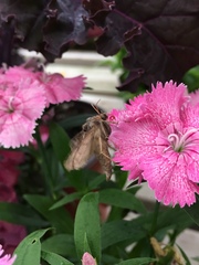 Autographa precationis