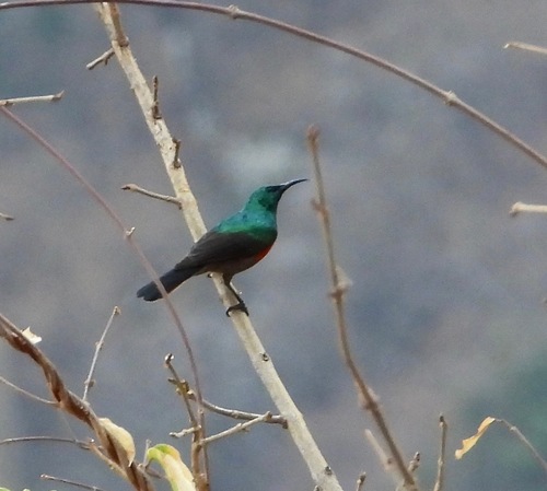 Ludwig's Double-collared Sunbird (Cinnyris ludovicensis), photo 1