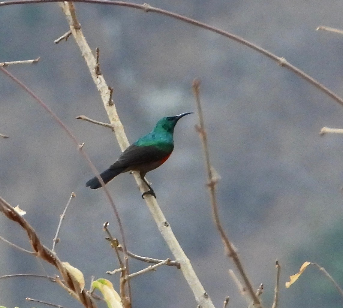 Montane Double-collared Sunbird illustration