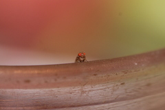 Sophophora