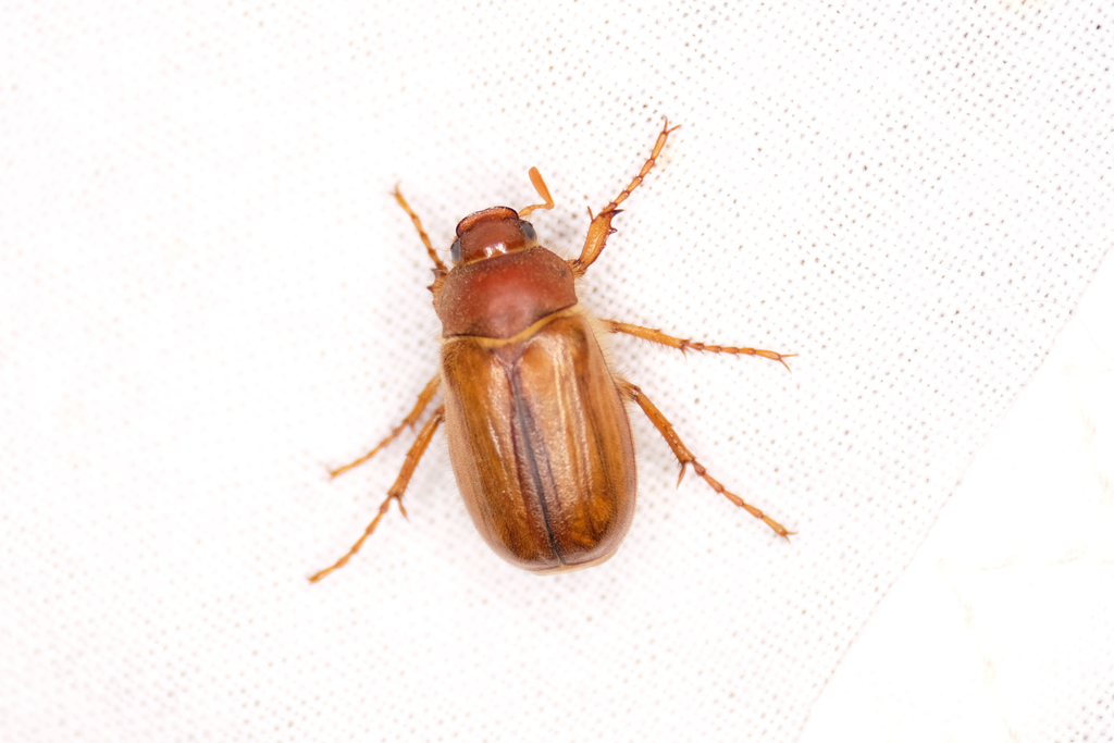 European Chafer