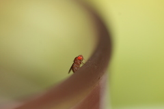 Sophophora