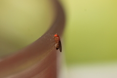 Sophophora