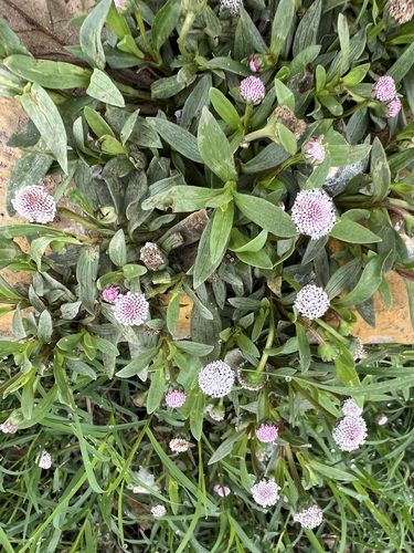 Spilanthes leiocarpa, photograph 3