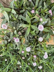 Spilanthes leiocarpa, photograph (c) Cheryl McCleary-Catalano, some rights reserved (CC BY)