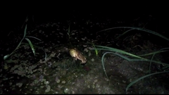 Rhinella humboldti