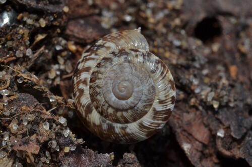 Xeroplexa intersecta