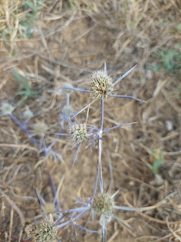 Eryngium tricuspidatum