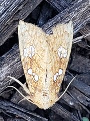 Noctuoidea