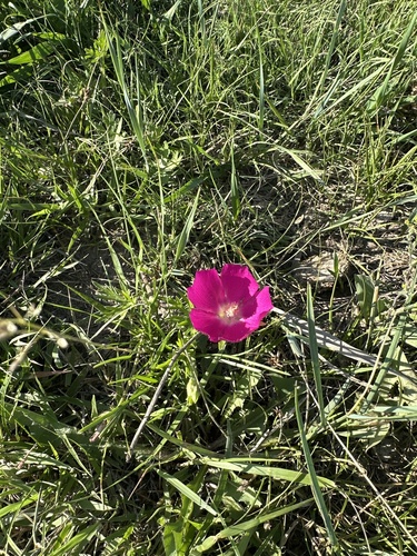 winecup mallow