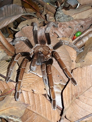 Sericopelma
