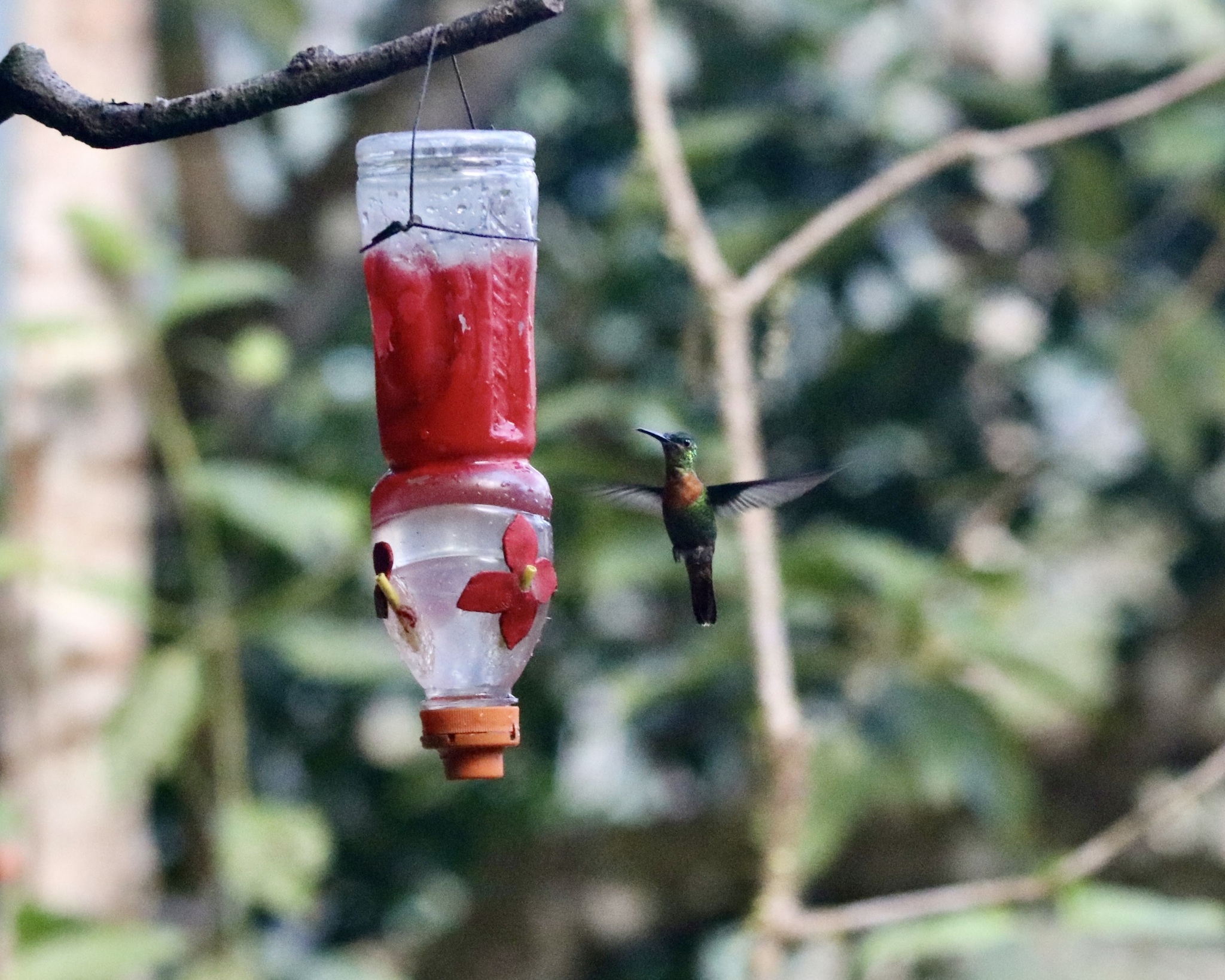Gould's Jewelfront (Heliodoxa aurescens), photo 4