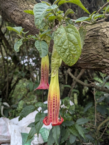 Brugmansia sanguinea