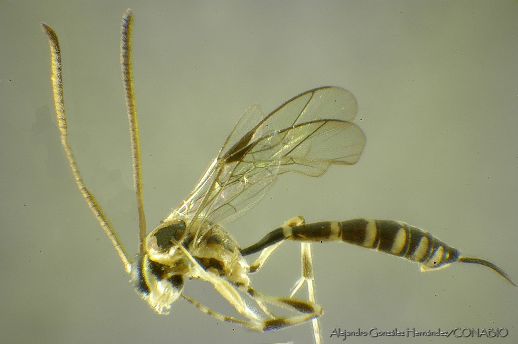 Brachycyrtus