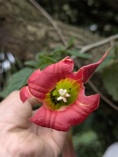 Brugmansia sanguinea