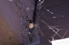 Latrodectus geometricus