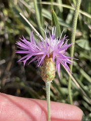 Mountain daisy (Psephellus)