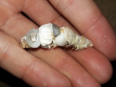 Diopatra dentata
