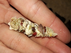 Diopatra dentata