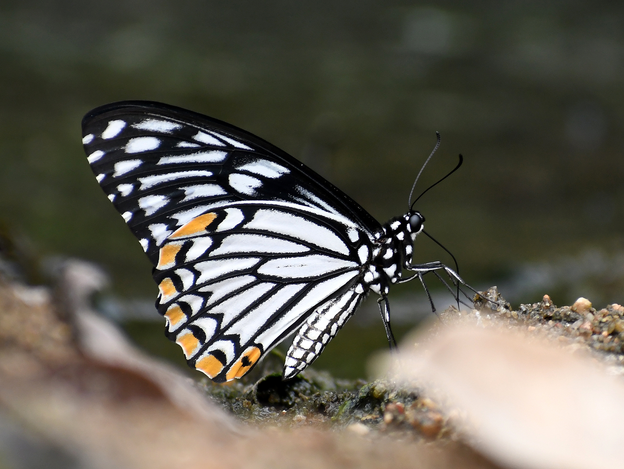 Common Mime