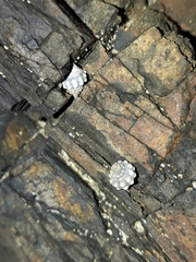 Nodilittorina pyramidalis