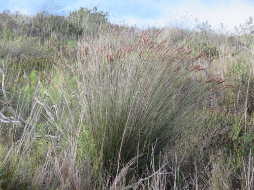 Southern Veldrush (Schoenus australis)