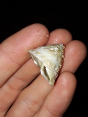 Astralium tentoriiforme
