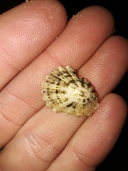 Scutellastra peronii