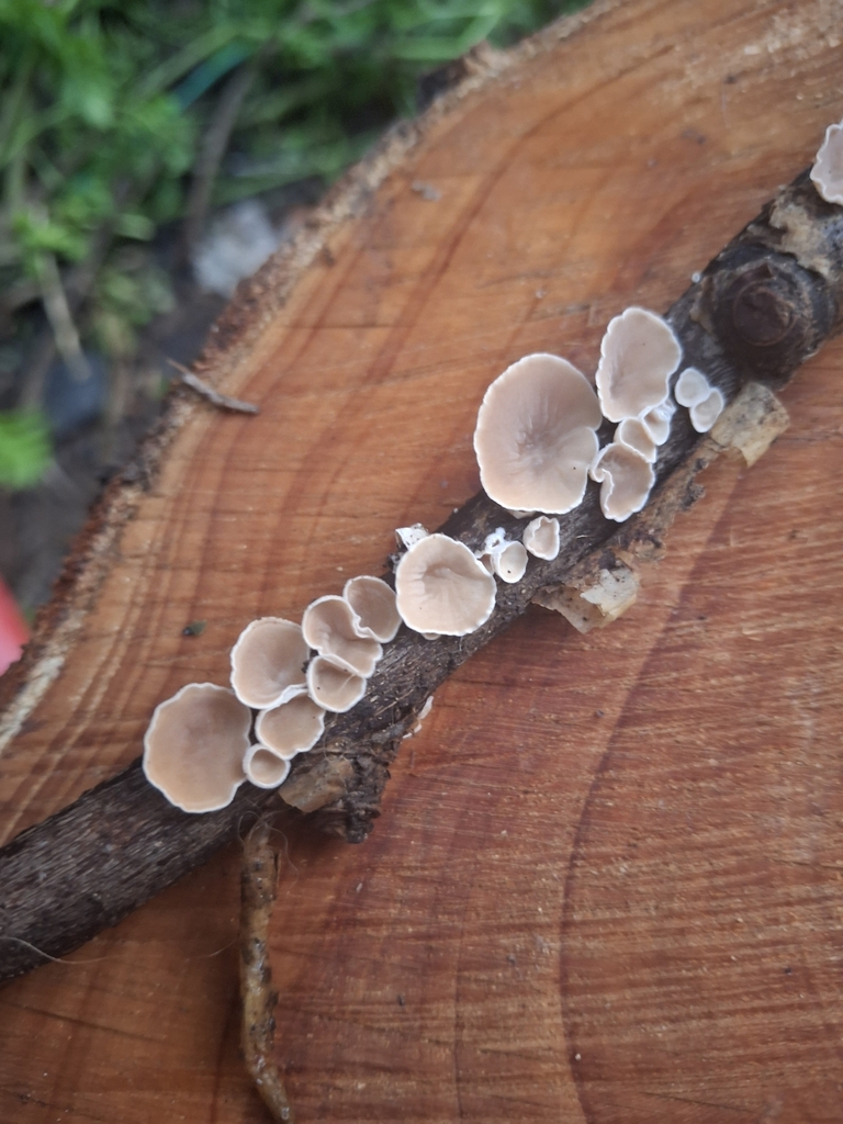 Schizophyllum amplum · June 2025 · photo: © andrea_ey (iNaturalist, cc-by)