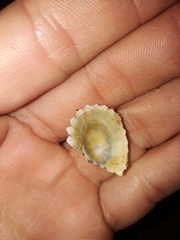 Scutellastra peronii