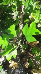 Liriodendron tulipifera