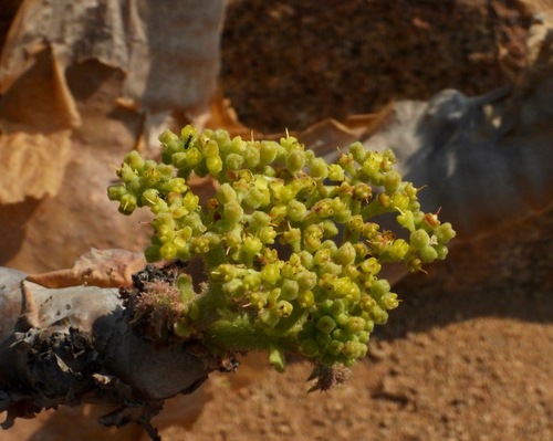 Cyphostemma uter